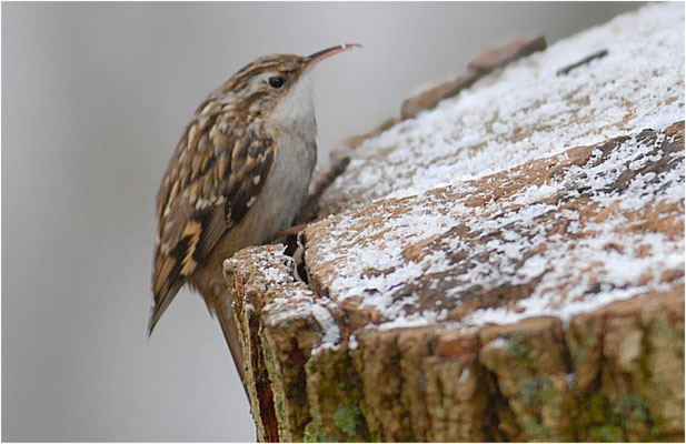 GARTENBAUMLÄUFER, SHORT-TOED TREECREEPER, CERTHIA BRACHYDACTYLA