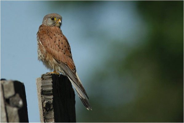 TURMFALKE, KESTREL, FALCO TINNUNCULUS