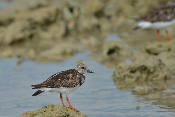 STEINWÄLZER, RUDDY TURNSTONE, ARENARIA INTERPRES