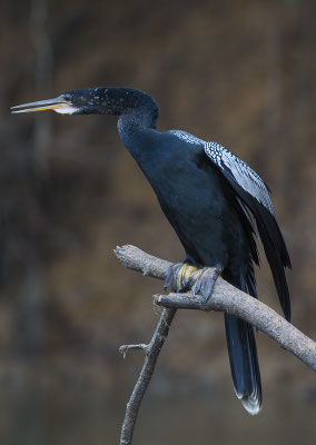 AMERIKANISCHER SCHLANGENHALSVOGEL, ANHINGA, ANHINGA ANHINGA