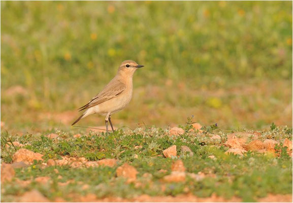 ISABELLSTEINSCHMÄTZER, ISABELLINE WHEATEAR, OENANTHE ISABELLINA