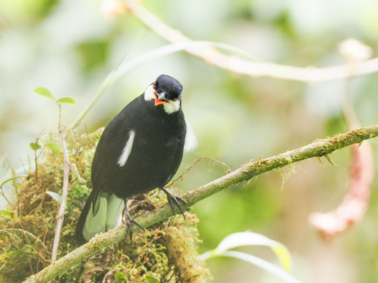 Schwarzklarino, Black Solitaire - Entomodestes coracinus