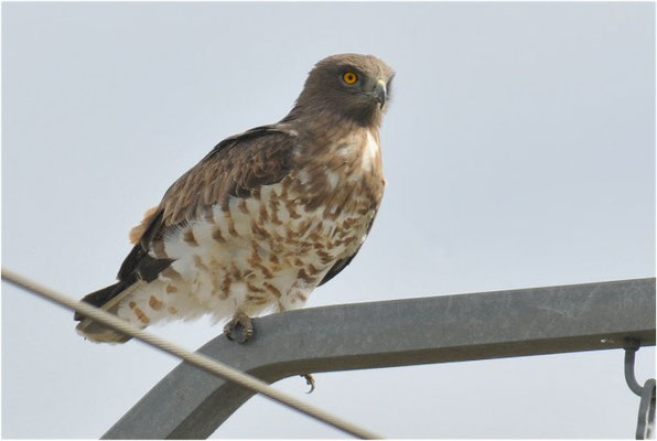 SCHLANGENADLER, SHORT-TOED EAGLE, CIRCAETUS GALLICUS