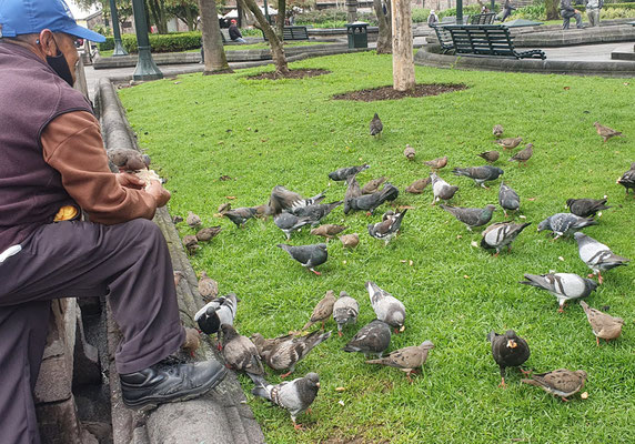 STRASSENTAUBE, ROCK PIGEON - COLUMBA LIVIA