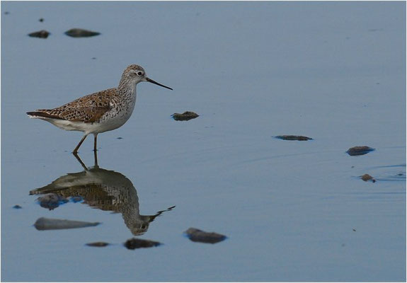 TEICHWASSERLÄUFER, MARSH SANDPIPER, TRINGA STAGNATILIS