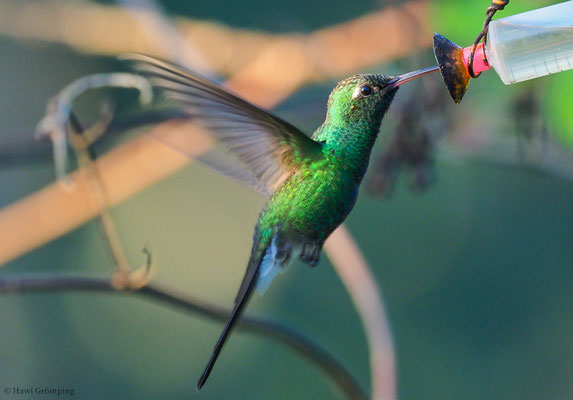 KUBASMARAGDKOLIBRI, CUBAN EMERALD, CHLOROSTILBON RICORDII