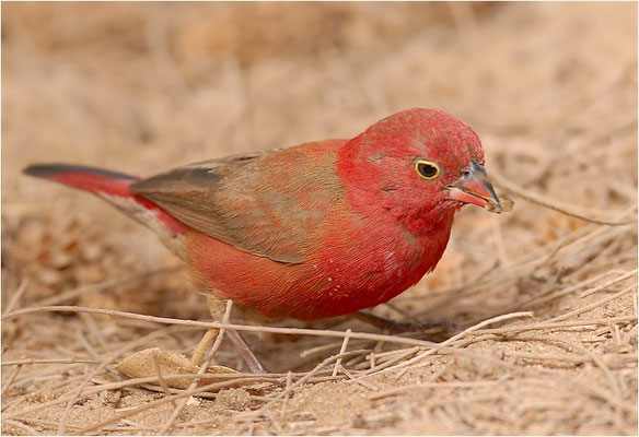SENEGALAMARANT, RED-BILLED FIREFINCH, LAGONOSTICTA SENEGALA