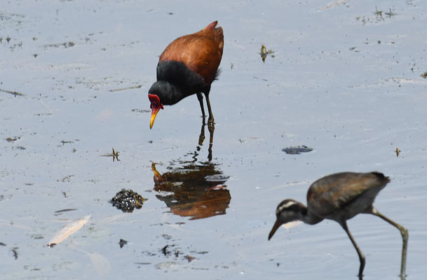 ROTSTIRNBLATTHÜHNCHEN, WATTLED JACANA, JACANA JACANA