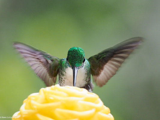 ANDENAMAZILIE, ANDEAN EMERALD - AMAZILIA FRANCIAE