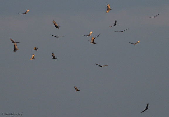 TRUTHAHNGEIER, TURKEY VULTURE, CATHARTES AURA