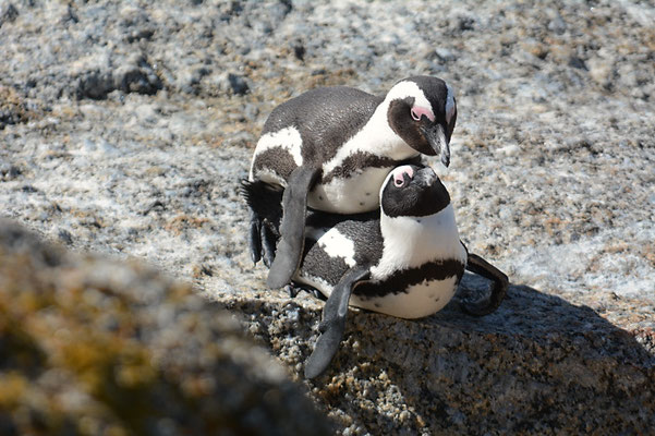 KAPPINGUIN, AFRICAN PENGUIN, PESPHENISCUS DEMERSUS