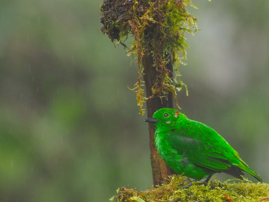 ROTOHR-BUNTTANGARE, GLISTENING-GREEN TANAGER - CHLOROCHRYSA PHOENICOTIS