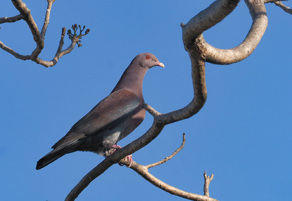 ROTSCHNABELTAUBE, RED-BILLED PIGEON, PATAGIOENAS FLAVIROSTRIS