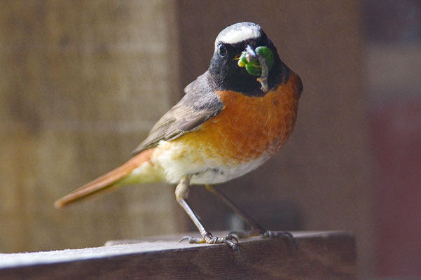 GARTENROTSCHWANZ, COMMON REDSTART, PHOENICURUS PHOENICURUS