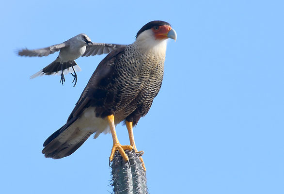 KARIBIKKARAKARA, CRESTED CARACARA, CARACARA CHERIWAY