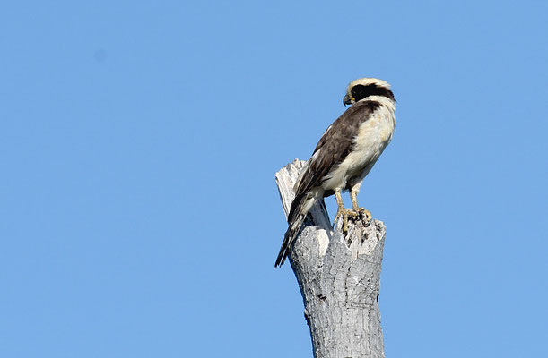 LACHFALKE, LAUGHING FALCON, HERPETOTHERES CACHINNANS