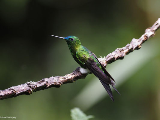 LANGSCHWANZHÖSCHENKOLIBRI, SAPPHIRE-VENTED PUFFLEG - ERIOCNEMIS LUCIANI