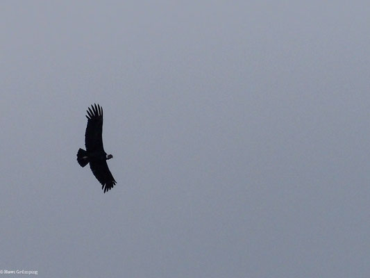 ANDENKONDOR, ANDEAN CONDOR - VULTUR GRYPHUS