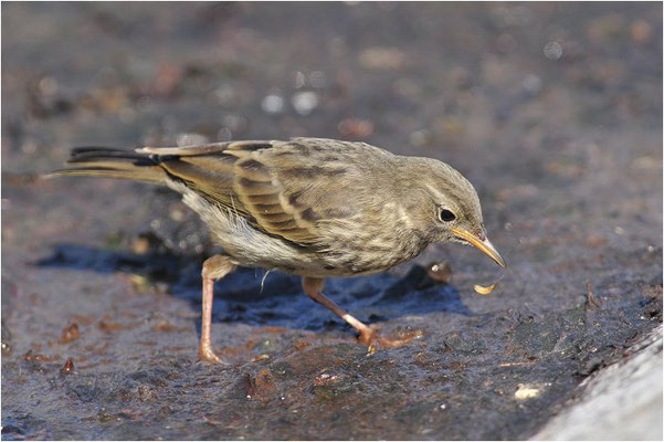 STRANDPIEPER, ROCK PIPIT,  ANTHUS PETROSUS