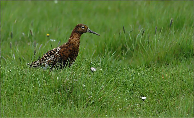 KAMPFLÄUFER, RUFF, PHILOMACHUS PUGNAX