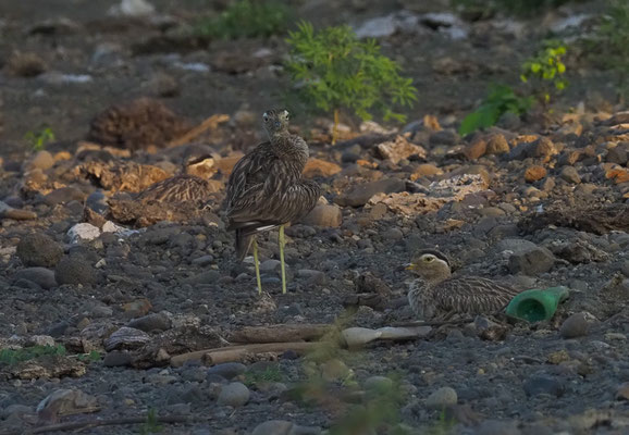DOMINIKANERTRIEL, DOUBLE-STRIPED THICK-KNEE, BURHINUS BISTRIATUS