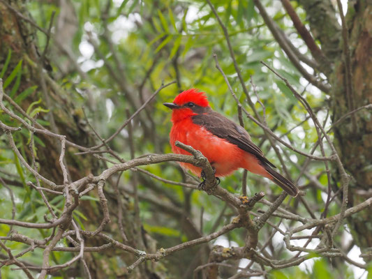 RUBINTYRANN, VERMILLION FLYCATCHER - PYROCEPHALUS RUBINUS