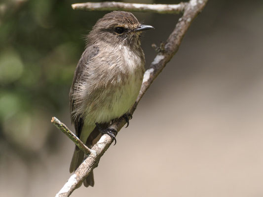 DUNKELSCHNÄPPER, AFRICAN DUSKY FLYCATCHER, MUSCICAPA ADUSTA