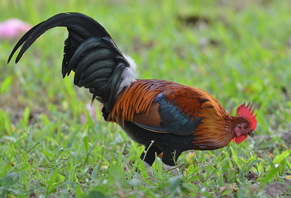 BANKIVAHUHN, RED JUNGLEFOWL, GALLUS GALLUS