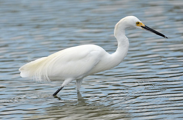 SCHMUCKREIHER, SNOWY EGRET, EGRETTA THULA