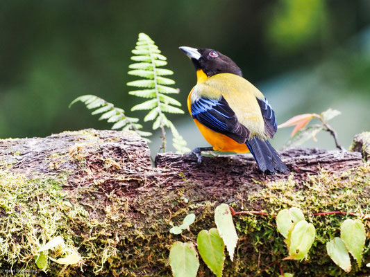 SCHWARZKINN-BERGTANGARE, BLACK-CHINNED MOUNTAIN-TANAGER - ANISOGNATHUS NOTABILIS