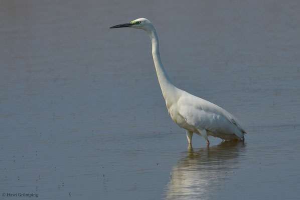 SILBERREIHER, GREAT EGRET, EGRETTA ALBA