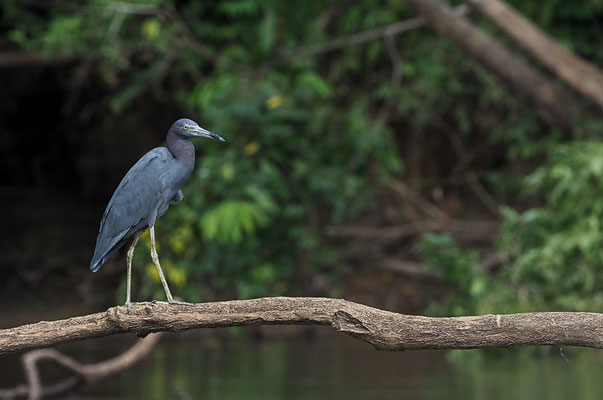 BLAUREIHER, LITTLE BLUE HERON, EGRETTA CAERULEA