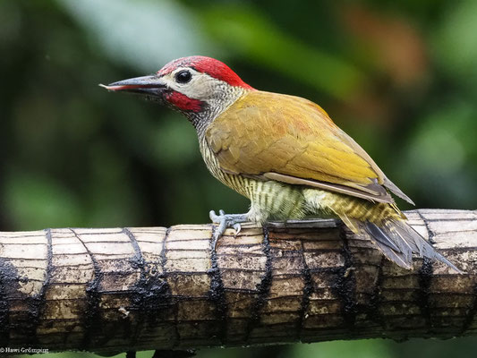 OLIVMANTELSPECHT, GOLDEN-OLIVE WOODPECKER -COLAPTES RUBIGINOSUS