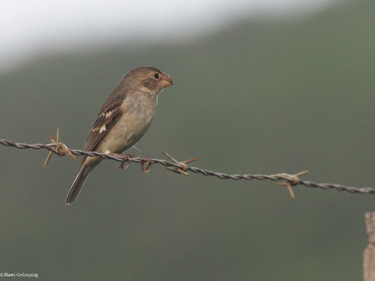 PAPAGEISCHNABELPFÄFFCHEN, PARROT-BILLED SEEDEATER - SPOROPHILA PERUVIANA