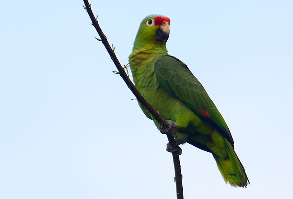 GELBWANGENAMAZONE, RED-LORED PARROT, AMAZONA AUTUMNALIS