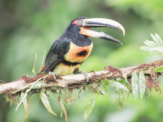 Hellschnabelarassari, , Pale-mandibled Aracari - Pteroglossus erythropygius