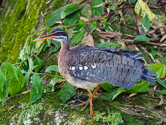 SONNENRALLE, SUNBITTERN, EURYPYGA HELIAS