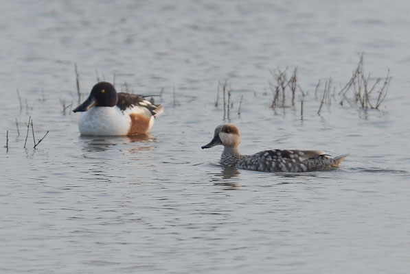 MARMELENTE, MARBLED DUCK, MARMARONETTA ANGUSTIROSTRIS