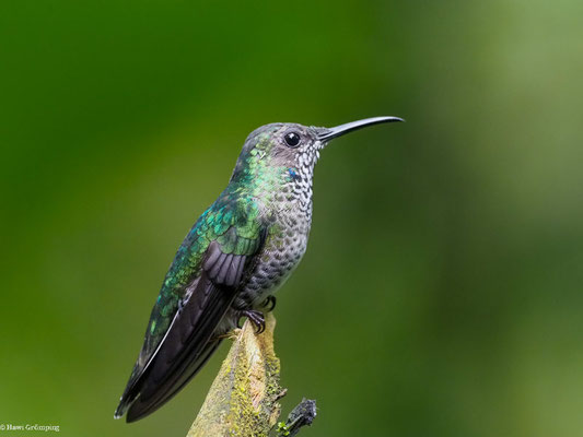 WEISSNACKENKOLIBRI, WHITE-NECKED JACOBIN - FLORISUGA MELLIVORA