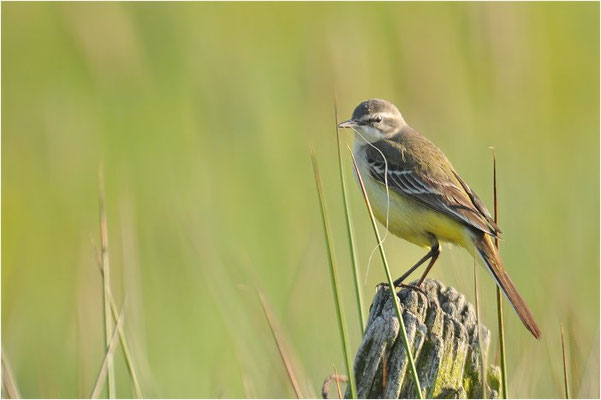 WIESENSCHAFSTELZE, YELLOW WAGTAIL, MOTACILLA FLAVA