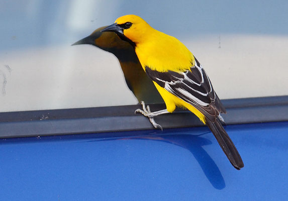 ORANGEBRUSTTRUPIAL, YELLOW ORIOLE, ICTERUS NIGROGULARIS