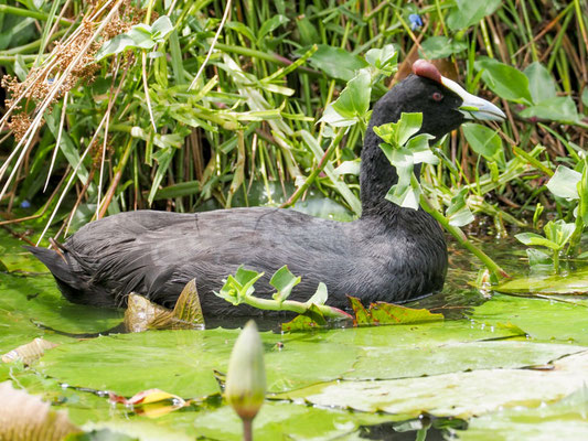 KAMMBLÄSSHUHN, RED-KNOBBED COOT, FULICA CRISTATA