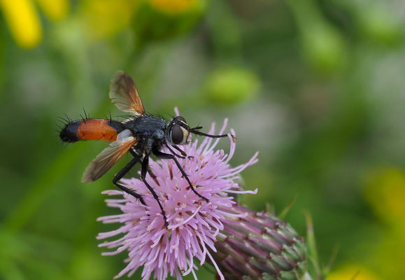 Rotgefleckten Raupenfliege , Eriothrix rufomaculata