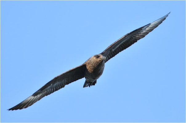 SKUA, GREAT SKUA, STERCORARIUS SKUA