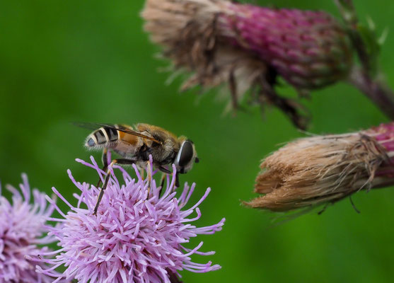 KLEINE KEILFLECKSCHWEBFLIEGE, ERISTALIS ARBUSTORUM