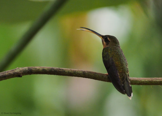 KUPFERSCHATTENKOLBRI, BRONZY HERMIT, GLAUCIS AENEUS