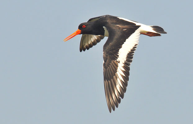 Austernfischer, Oyster-catcher, Haematopus ostralegus