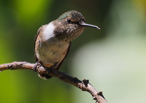 VULKANELFE, VOLCANO HUMMINGBIRD, SELASPHORUS FLAMMULA