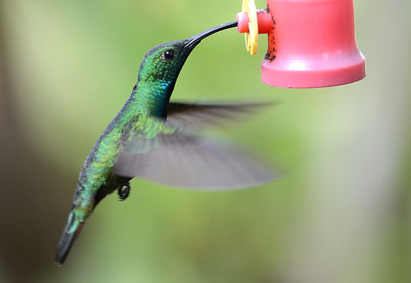 GRÜNKEHLMANGO, GREEN-BREASTED MANGO,  ANTHRACOTHORAX PREVOSTII 