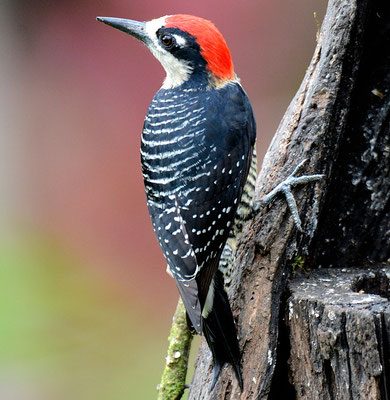 SCHLÄFENFLECKENSPECHT, BLACK-CHEEKED WOODPECKER, MELANERPES PUCHERANI